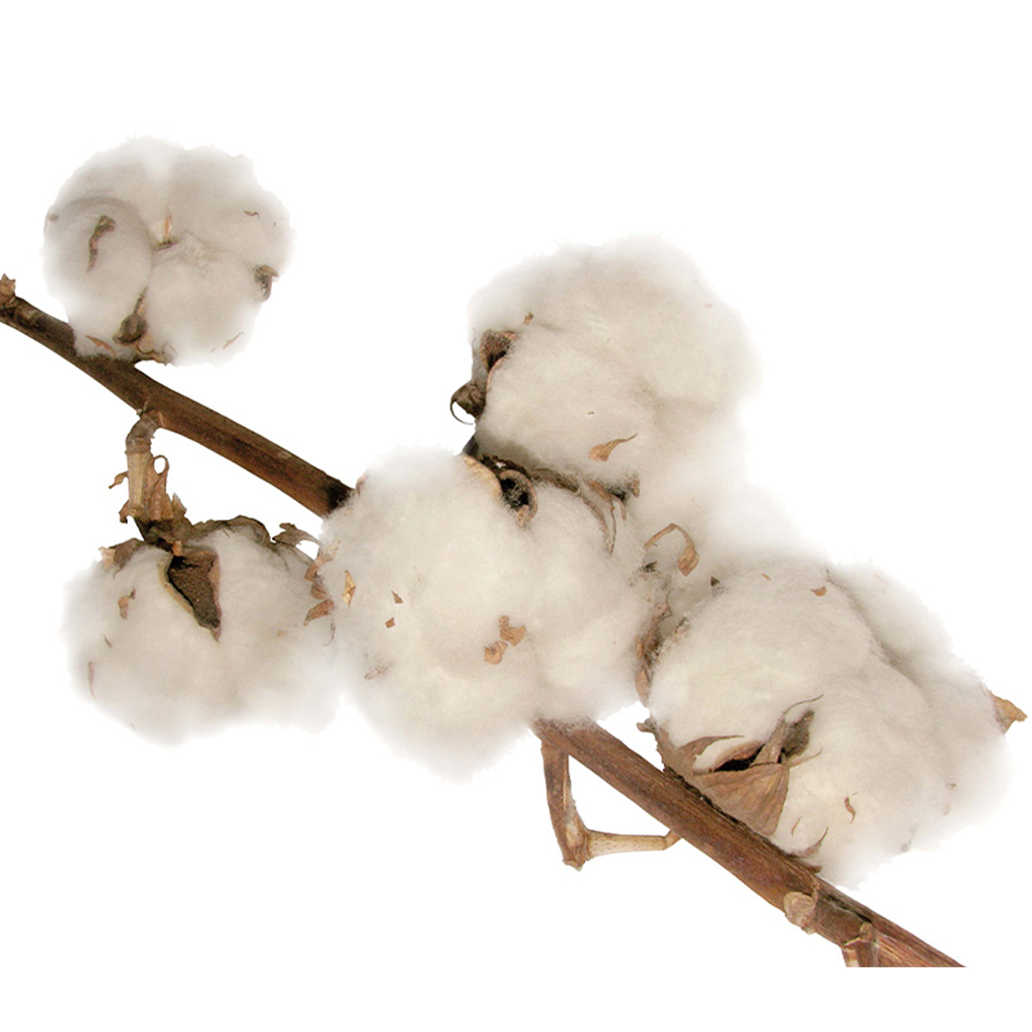 Nachhaltigkeit Baumwolle