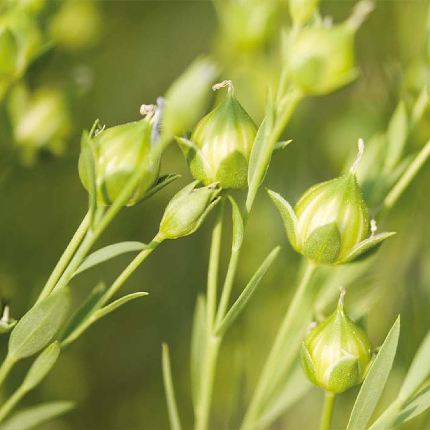 Nachhaltigkeit Leinen
