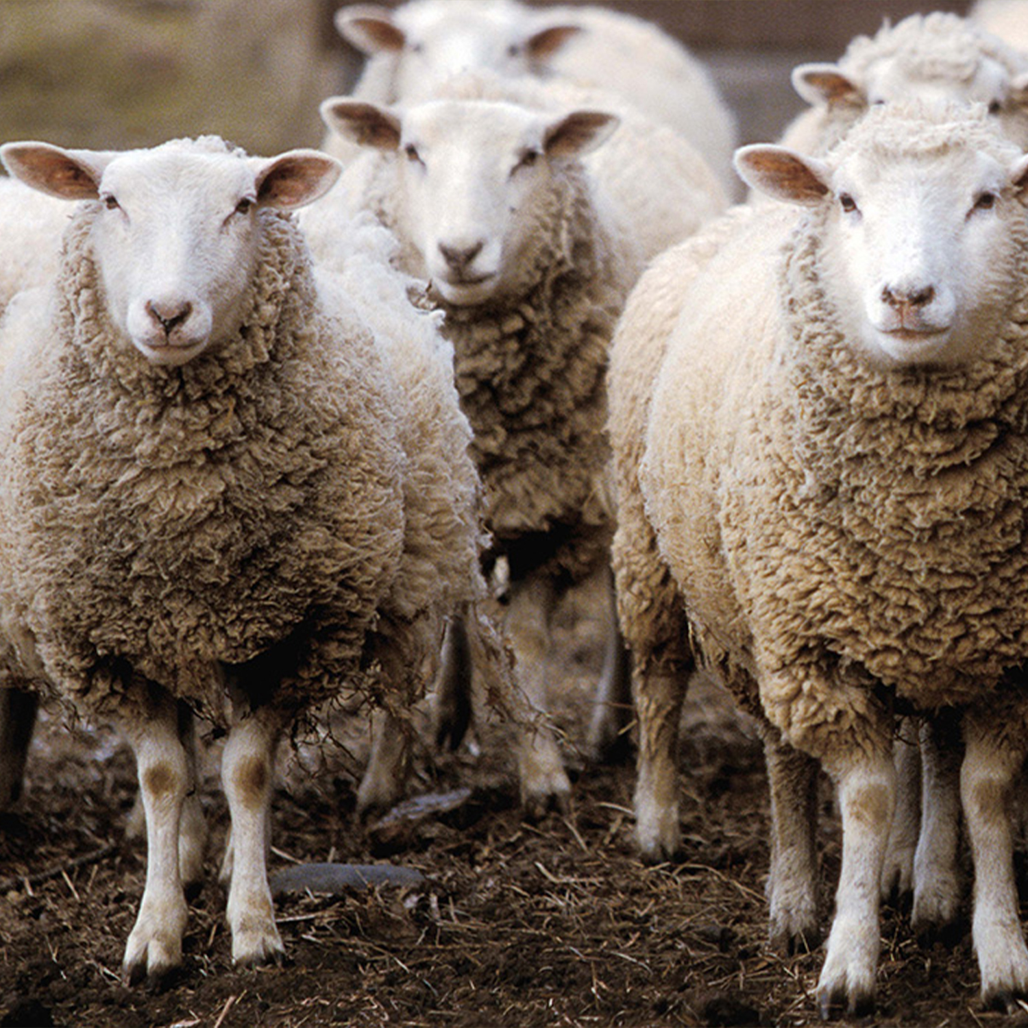 Nachhaltigkeit Schafschurwolle
